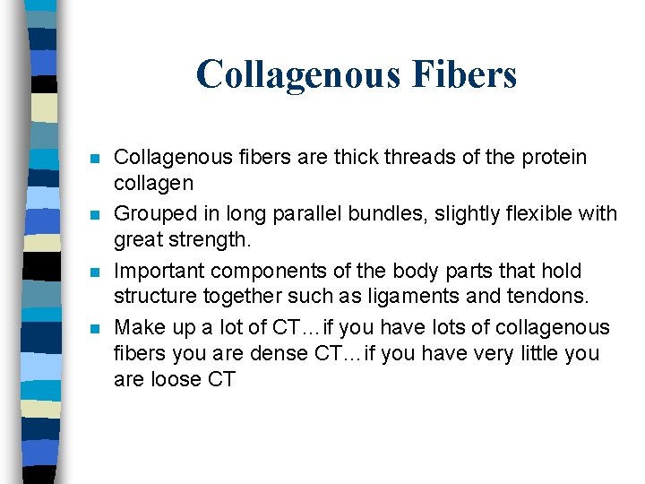 Collagenous Fibers n n Collagenous fibers are thick threads of the protein collagen Grouped