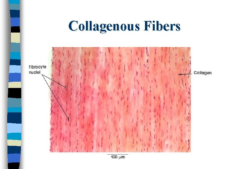 Collagenous Fibers 