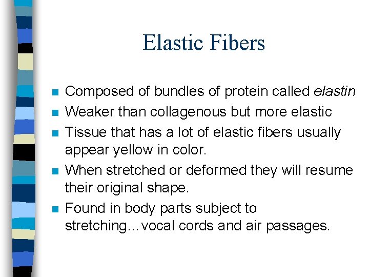 Elastic Fibers n n n Composed of bundles of protein called elastin Weaker than