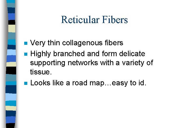 Reticular Fibers n n n Very thin collagenous fibers Highly branched and form delicate