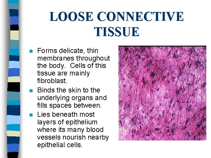 LOOSE CONNECTIVE TISSUE n n n Forms delicate, thin membranes throughout the body. Cells