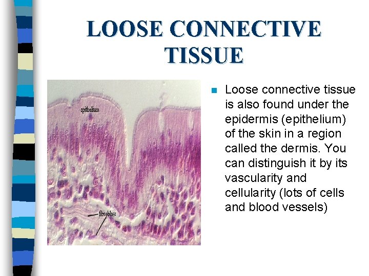 LOOSE CONNECTIVE TISSUE n Loose connective tissue is also found under the epidermis (epithelium)