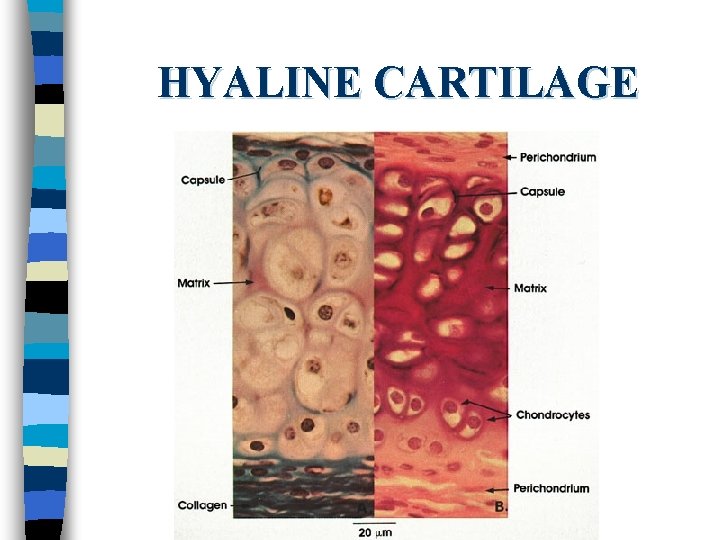 HYALINE CARTILAGE 