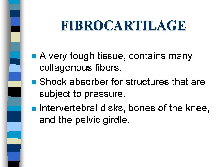 FIBROCARTILAGE n n n A very tough tissue, contains many collagenous fibers. Shock absorber