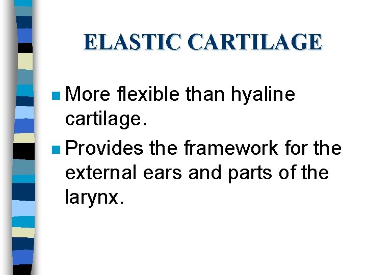 ELASTIC CARTILAGE n More flexible than hyaline cartilage. n Provides the framework for the