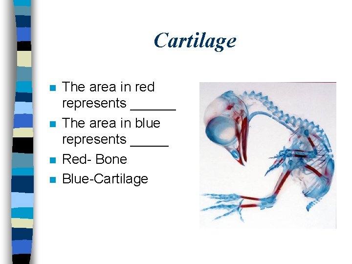 Cartilage n n The area in red represents ______ The area in blue represents