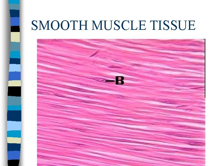 SMOOTH MUSCLE TISSUE 