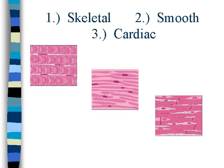 1. ) Skeletal 2. ) Smooth 3. ) Cardiac 