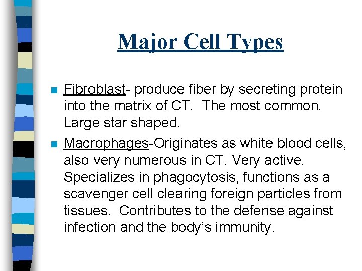 Major Cell Types n n Fibroblast- produce fiber by secreting protein into the matrix
