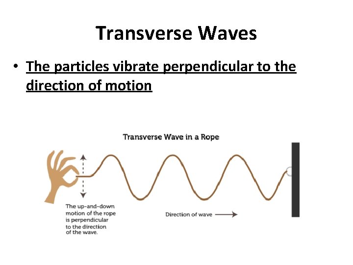 Transverse Waves • The particles vibrate perpendicular to the direction of motion 