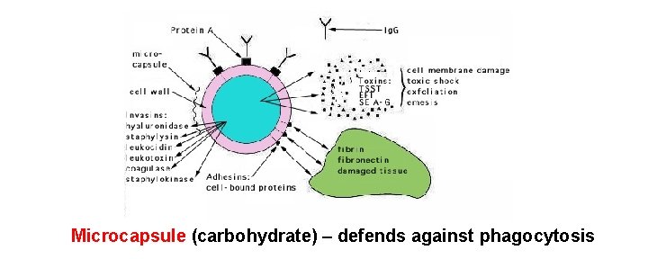 Microcapsule (carbohydrate) – defends against phagocytosis 