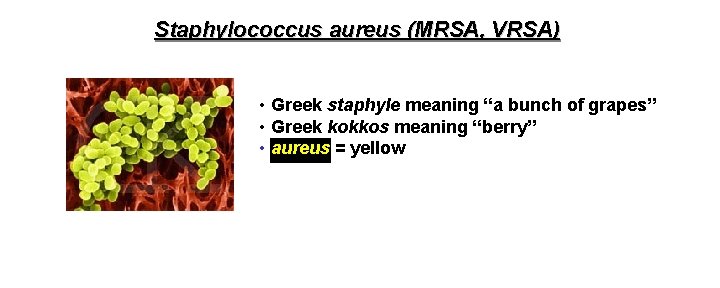 Staphylococcus aureus (MRSA, VRSA) • Greek staphyle meaning “a bunch of grapes” • Greek