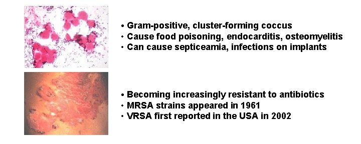  • Gram-positive, cluster-forming coccus • Cause food poisoning, endocarditis, osteomyelitis • Can cause