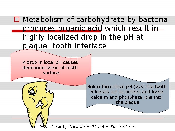 o Metabolism of carbohydrate by bacteria produces organic acid which result in highly localized