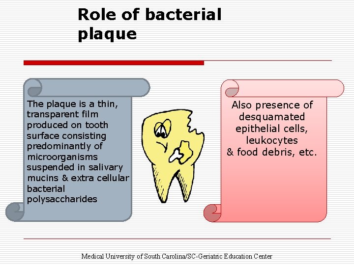 Role of bacterial plaque The plaque is a thin, transparent film produced on tooth