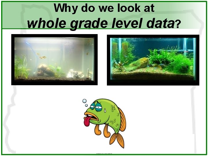 Why do we look at whole grade level data? 