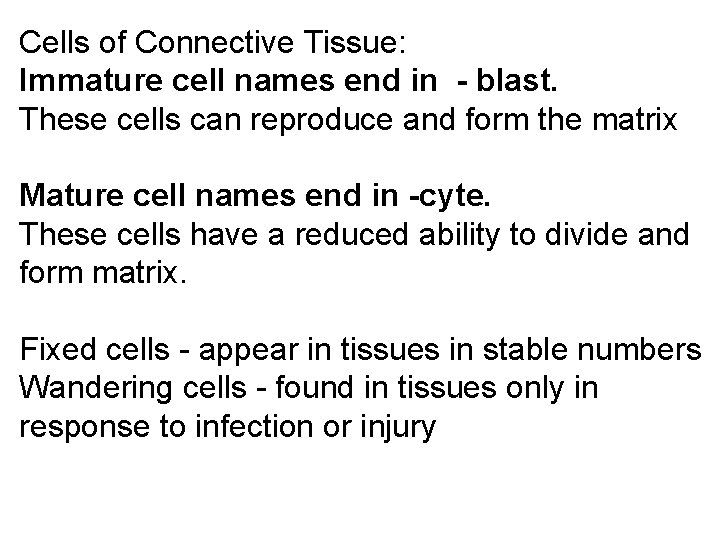 Cells of Connective Tissue: Immature cell names end in - blast. These cells can