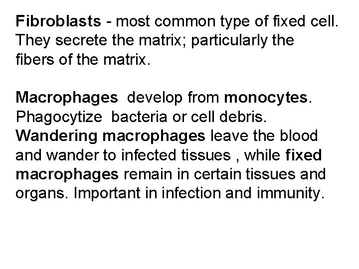Fibroblasts - most common type of fixed cell. They secrete the matrix; particularly the