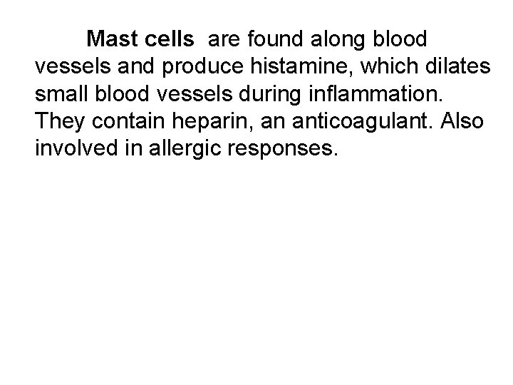 Mast cells are found along blood vessels and produce histamine, which dilates small blood