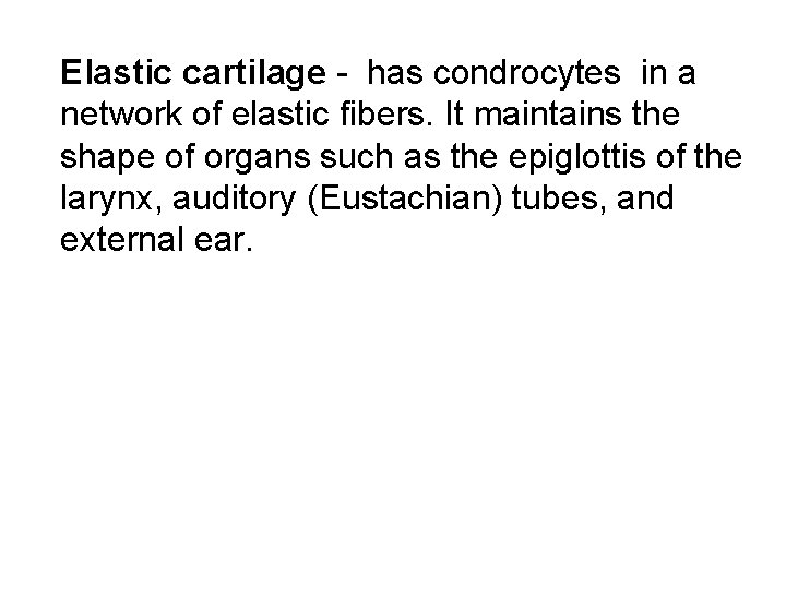 Elastic cartilage - has condrocytes in a network of elastic fibers. It maintains the