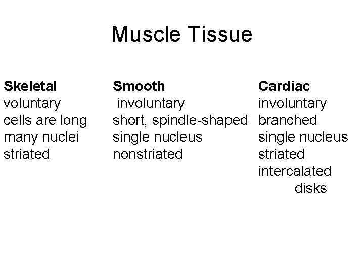 Muscle Tissue Skeletal voluntary cells are long many nuclei striated Smooth involuntary short, spindle-shaped