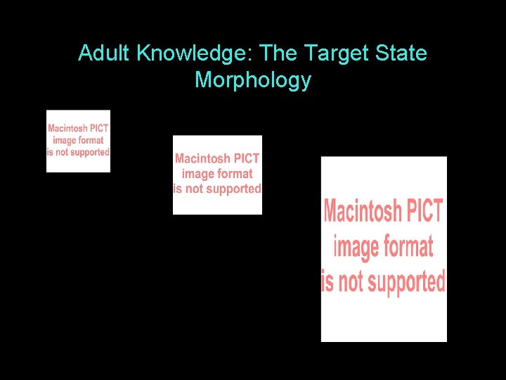 Adult Knowledge: The Target State Morphology 