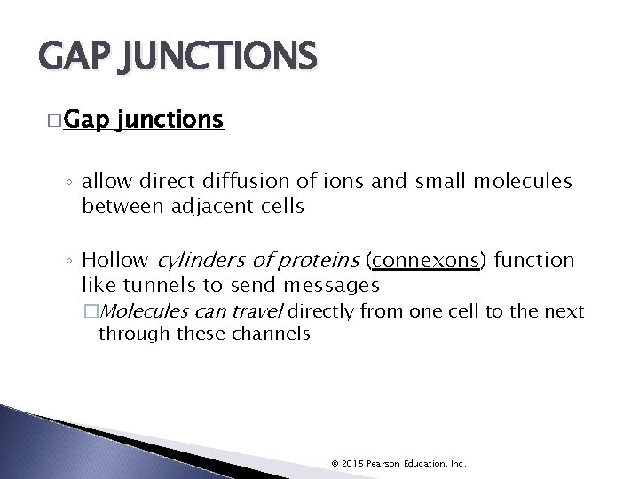 GAP JUNCTIONS � Gap junctions ◦ allow direct diffusion of ions and small molecules