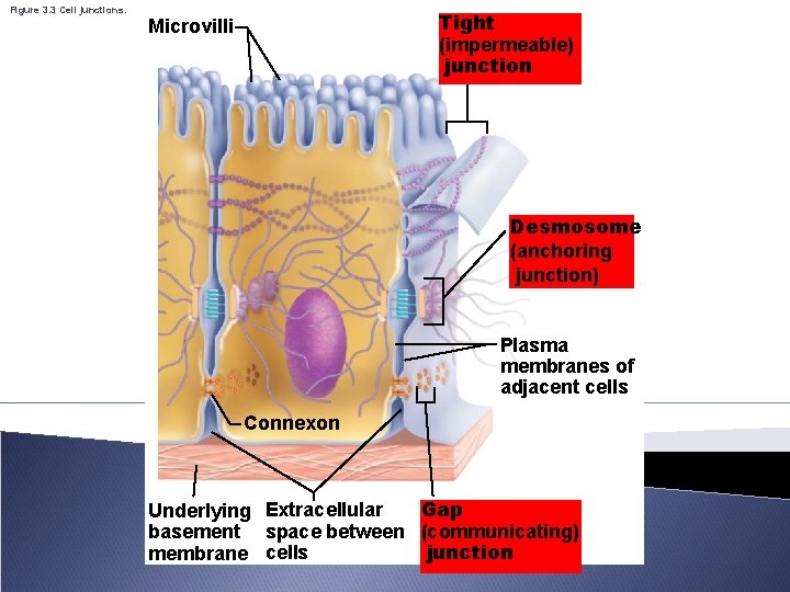 Figure 3. 3 Cell junctions. Tight (impermeable) junction Microvilli Desmosome (anchoring junction) Plasma membranes