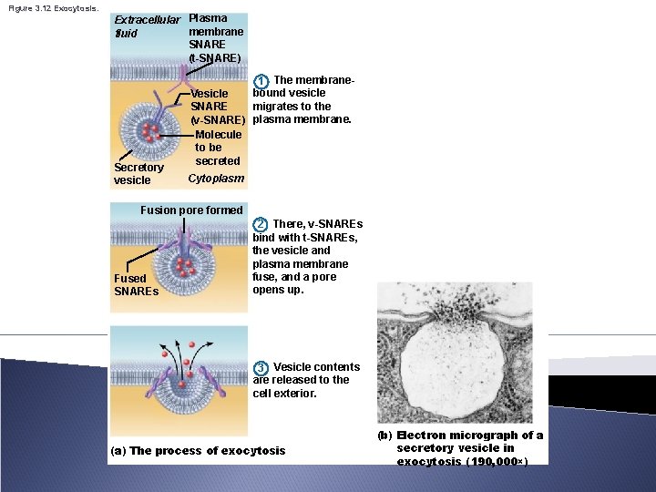 Figure 3. 12 Exocytosis. Extracellular Plasma membrane fluid SNARE (t-SNARE) Secretory vesicle 1 The