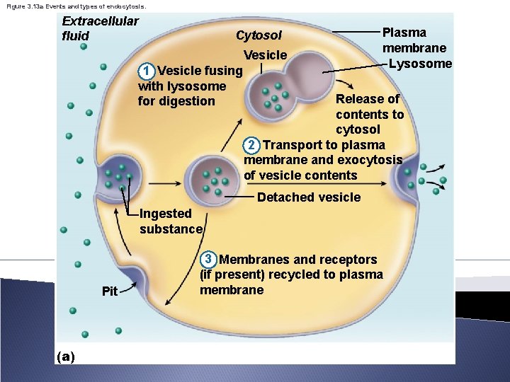 Figure 3. 13 a Events and types of endocytosis. Extracellular fluid Cytosol Vesicle 1