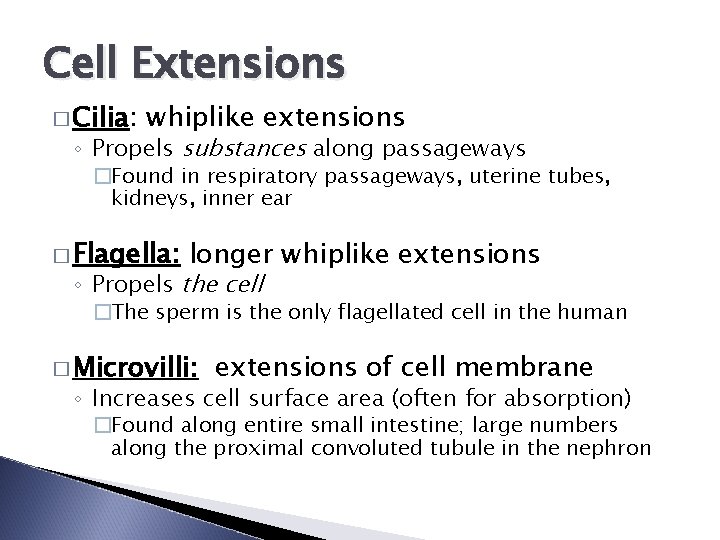 Cell Extensions � Cilia: whiplike extensions ◦ Propels substances along passageways �Found in respiratory