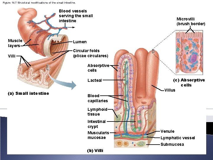 Figure 14. 7 Structural modifications of the small intestine. Blood vessels serving the small