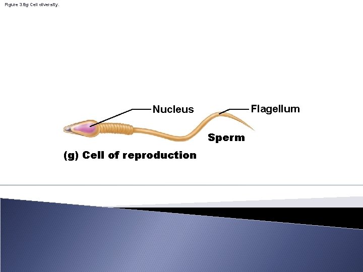 Figure 3. 8 g Cell diversity. Flagellum Nucleus Sperm (g) Cell of reproduction 