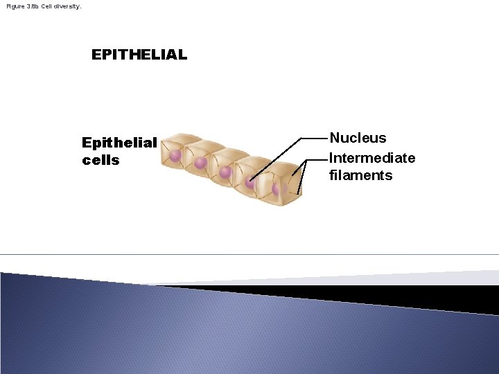 Figure 3. 8 b Cell diversity. EPITHELIAL Epithelial cells Nucleus Intermediate filaments 