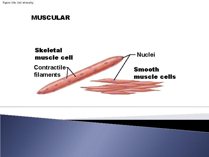 Figure 3. 8 c Cell diversity. MUSCULAR Skeletal muscle cell Contractile filaments Nuclei Smooth