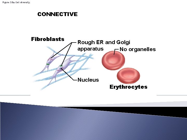 Figure 3. 8 a Cell diversity. CONNECTIVE Fibroblasts Rough ER and Golgi apparatus No