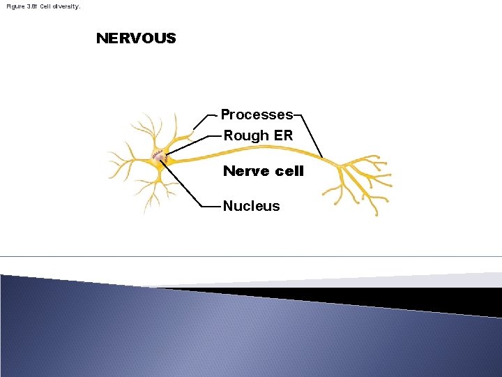 Figure 3. 8 f Cell diversity. NERVOUS Processes Rough ER Nerve cell Nucleus 