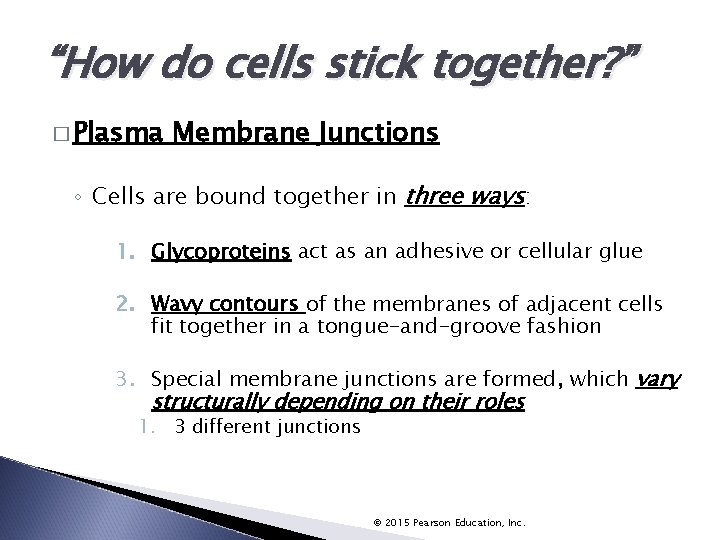 “How do cells stick together? ” � Plasma Membrane Junctions ◦ Cells are bound