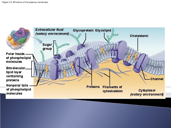 Figure 3. 2 Structure of the plasma membrane. Extracellular fluid (watery environment) Glycoprotein Glycolipid