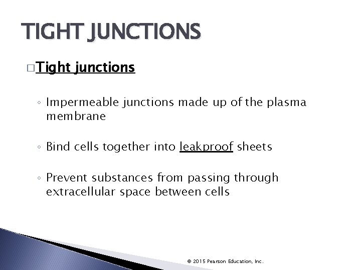 TIGHT JUNCTIONS � Tight junctions ◦ Impermeable junctions made up of the plasma membrane