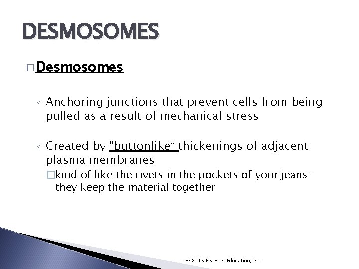 DESMOSOMES � Desmosomes ◦ Anchoring junctions that prevent cells from being pulled as a