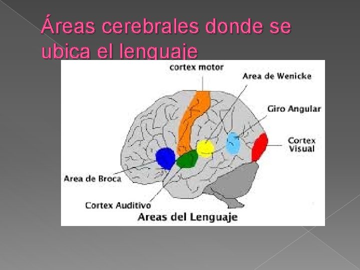 Áreas cerebrales donde se ubica el lenguaje 