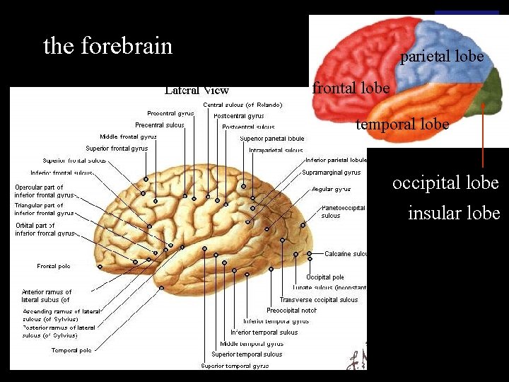 the forebrain parietal lobe frontal lobe temporal lobe occipital lobe insular lobe 