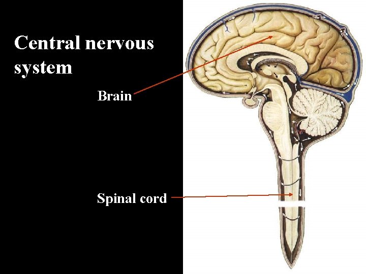 Central nervous system Brain Spinal cord 