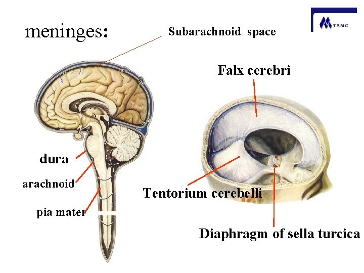 meninges: Subarachnoid space Falx cerebri dura arachnoid Tentorium cerebelli pia mater Diaphragm of sella