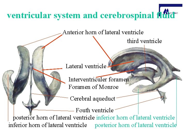 Central nervous system Guanghui Yu Radiology college Central