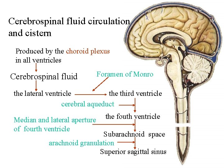 Cerebrospinal fluid circulation and cistern Produced by the choroid plexus in all ventricles Cerebrospinal