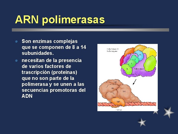 ARN polimerasas Son enzimas complejas que se componen de 8 a 14 subunidades. l