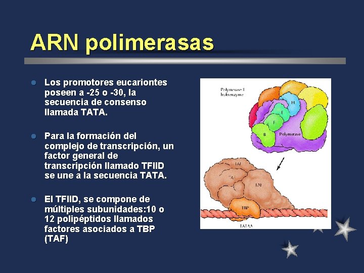 ARN polimerasas l Los promotores eucariontes poseen a -25 o -30, la secuencia de