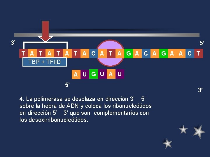 3’ 5’ T A T A C A T A G A C A